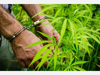 State inspectors discover thousands of illegal marijuana plants, arrest 2